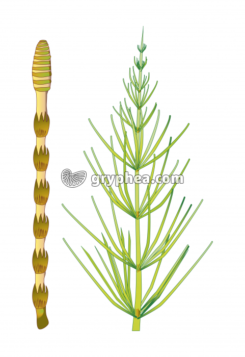 Prêle (ptéridophyte) -  axe fertile et axe stérile - infographie - gryphea.org